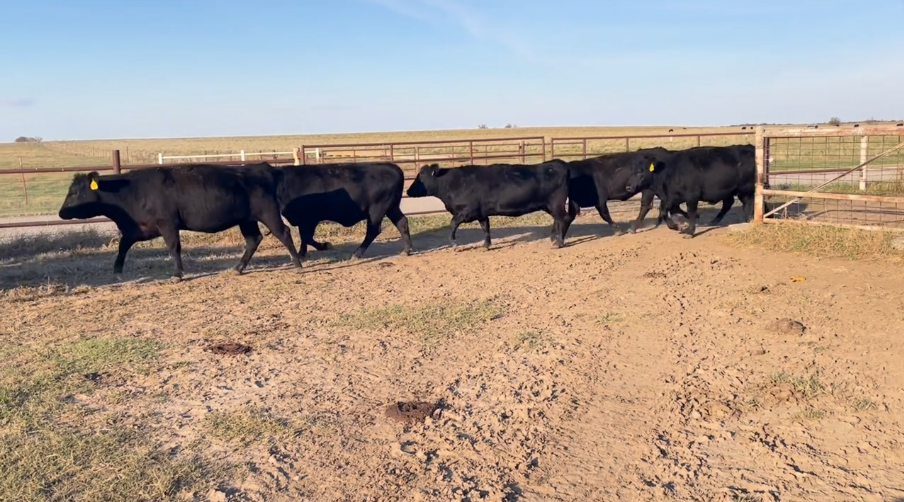 Folks, if you’re down South, here’s your group of bred heifers.- BH1110B5